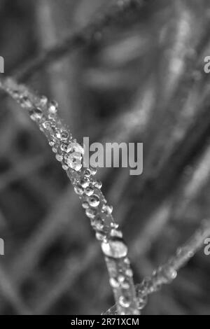 Sphärische Wassertröpfchen auf einer einzelnen Grashalme in Schwarz und Weiß zur Hervorhebung von Struktur und Formen. Stockfoto