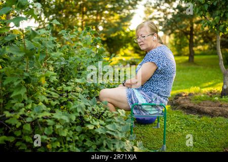 Schöne ältere Frau, die schwarze Johannisbeeren in einem Garten erntet. Anbauen von Obst und Gemüse auf einem Bauernhof. Gartenarbeit und Lebensstil des selbst Stockfoto