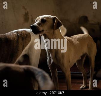 Bezauberndes Hundecharisma: Ein sanfter, freundlicher und fesselnder Hund, der Verspieltheit und unwiderstehliche Zuneigung ausstrahlt Stockfoto