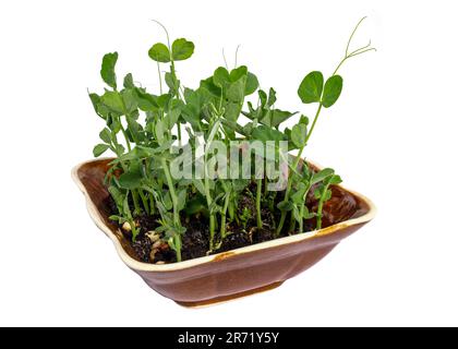 Erbsen-Mikrogreens in einem Keramikschüssel-Isolat. Nahaufnahme der grünen Erbsen. Junge Erbsensprossen für Salat auf weißem Hintergrund. Isoliert. Microgreens. Gesund Stockfoto