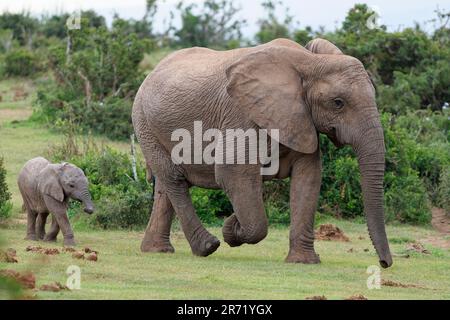 Afrikanische Buschelefanten (Loxodonta africana), Mutter und Baby, die im Grasland wandern, Addo Elephant National Park, Ostkap, Südafrika, Afrika Stockfoto