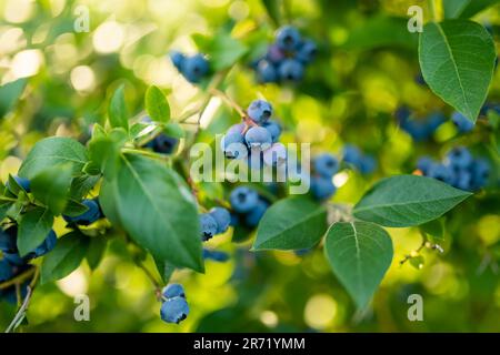 Bio Blaubeere Beeren reifen auf Büsche in einem Obstgarten. Ernte von frischen reifen Beeren. Stockfoto