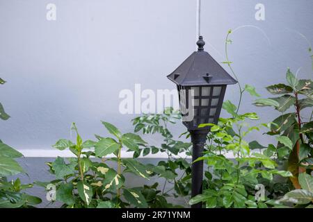 Schwaches Pollicht im Garten Stockfoto