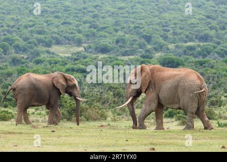 Afrikanische Buschelefanten (Loxodonta africana), zwei männliche Elefanten, die sich von Gras ernähren, Addo Elephant National Park, Ostkap, Südafrika, Afrika Stockfoto