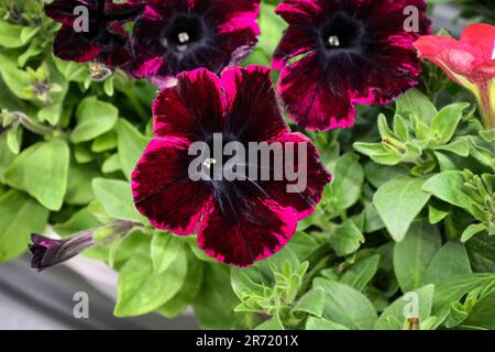 Dunkelrote Petunien in Blüten, getopft, Nahaufnahme. Blütenanordnung lila Petunien mit dunklen Venen im Garten. Blühende Gartenblume mit schwarzer Peta Stockfoto
