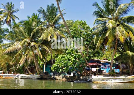 Sri Lanka. Balapitiya. Madu Ganga Fluss Stockfoto