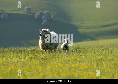 Mit ihrem Lamm-Ovis aries im South Downs National Park, East Sussex, England, Großbritannien Stockfoto