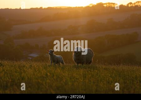 Ein Schaf mit ihrem Lamm-Ovis aries im South Downs National Park bei Sonnenuntergang, East Sussex, England, Großbritannien Stockfoto