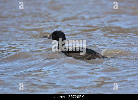 Scoter (Melanitta nigra) erster Sommermännchen auf See Eccles-on-Sea, Norfolk, Vereinigtes Königreich. April Stockfoto