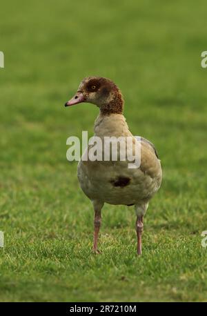 Ägyptische Gans (Alopochen aegyptiacus), ausgewachsene Frau auf Grünland, führte die Art Eccles-on-Sea, Norfolk, Vereinigtes Königreich ein. Dezember Stockfoto