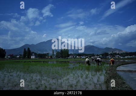 Srinagar, Indien. 11. Juni 2023. Kaschmir-Arbeiterinnen knöcheltief in schlammigen ReisReisReisstreuern während der Aussaat am 12. Juni 2023 in Awanti Pora, 40km (30 Meilen) südlich von Srinagar, in indisch verwaltetem Kaschmir. (Foto von Mubashir Hassan/Pacific Press) Kredit: Pacific Press Media Production Corp./Alamy Live News Stockfoto