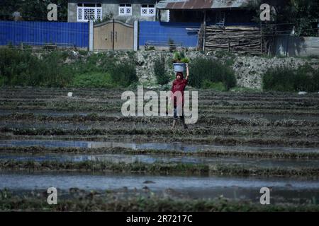 Srinagar, Indien. 11. Juni 2023. Die weibliche Landwirtin Kashmiri läuft am 12. Juni 2023 in Awanti Pora, 40km km (30 Meilen) südlich von Srinagar, in indisch verwaltetem Kaschmir, auf einem Reisfeld, während sie während der Aussaat Körbe mit Dungmist auf ihren Köpfen trägt. (Foto von Mubashir Hassan/Pacific Press) Kredit: Pacific Press Media Production Corp./Alamy Live News Stockfoto