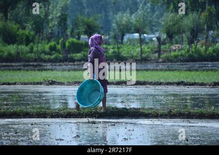 Srinagar, Indien. 11. Juni 2023. Die Bauernfrau Kashmiri läuft am 12. Juni 2023 in Awanti Pora, 45 km (30 Meilen) südlich von Srinagar, in indisch verwaltetem Kaschmir, in einem Reisfeld, während der Aussaat einen leeren Korb in der Hand. (Foto von Mubashir Hassan/Pacific Press) Kredit: Pacific Press Media Production Corp./Alamy Live News Stockfoto