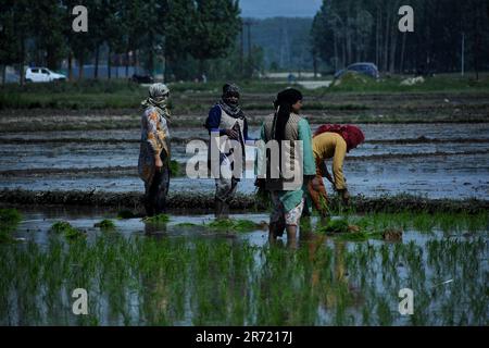 Srinagar, Indien. 11. Juni 2023. Kaschmir-Arbeiterinnen knöcheltief in schlammigen ReisReisReisstreuern während der Aussaat am 12. Juni 2023 in Awanti Pora, 40km (30 Meilen) südlich von Srinagar, in indisch verwaltetem Kaschmir. (Foto von Mubashir Hassan/Pacific Press) Kredit: Pacific Press Media Production Corp./Alamy Live News Stockfoto