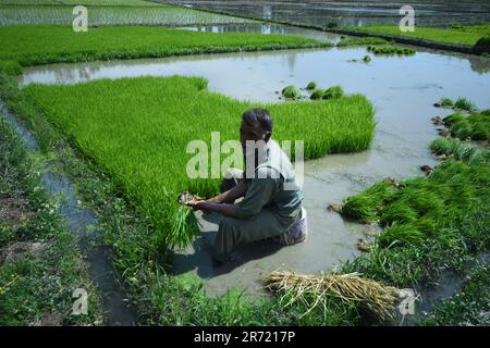 Srinagar, Indien. 11. Juni 2023. Ein Bauer aus Kashmiri pflückt den Reiskeimling für die Reistransplantation in anderen bei Awanti Pora, Südbezirk Kaschmir, verwaltete am 12. Juni 2023 . (Foto von Mubashir Hassan/Pacific Press) Kredit: Pacific Press Media Production Corp./Alamy Live News Stockfoto