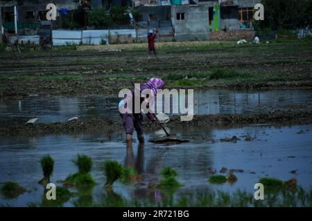 Srinagar, Indien. 11. Juni 2023. Kashmiri-Frau, die am 12. Juni 2023 in Awanti Pora, 45 km (30 Meilen) südlich von Srinagar, in indisch verwaltetem Kaschmir auf einem mit Wasser überfluteten Feld in den Ebenen um Kaschmir arbeitete. (Foto von Mubashir Hassan/Pacific Press) Kredit: Pacific Press Media Production Corp./Alamy Live News Stockfoto