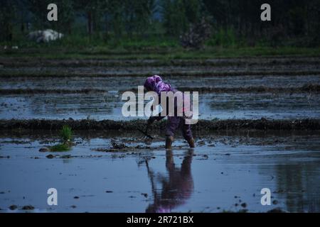 Srinagar, Indien. 11. Juni 2023. Kashmiri-Frau, die am 12. Juni 2023 in Awanti Pora, 45 km (30 Meilen) südlich von Srinagar, in indisch verwaltetem Kaschmir auf einem mit Wasser überfluteten Feld in den Ebenen um Kaschmir arbeitete. (Foto von Mubashir Hassan/Pacific Press) Kredit: Pacific Press Media Production Corp./Alamy Live News Stockfoto