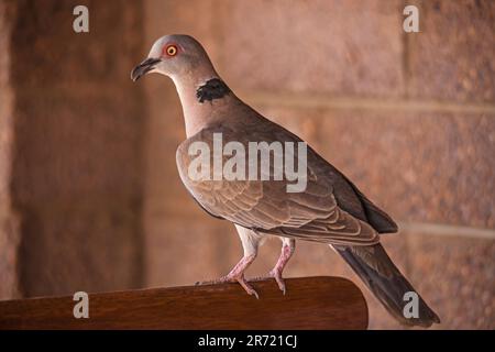 Afrikanische Trauertaube Streptopelia decipiens 14948 Stockfoto