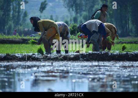 Srinagar, Indien. 11. Juni 2023. Kaschmir-Arbeiterinnen knöcheltief in schlammigen ReisReisReisstreuern während der Aussaat am 12. Juni 2023 in Awanti Pora, 40km (30 Meilen) südlich von Srinagar, in indisch verwaltetem Kaschmir. (Foto von Mubashir Hassan/Pacific Press) Kredit: Pacific Press Media Production Corp./Alamy Live News Stockfoto