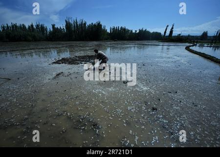 Srinagar, Indien. 11. Juni 2023. Kashmiri-Mann, der am 12. Juni 2023 in Awanti Pora, 45 km (30 Meilen) südlich von Srinagar, in indisch verwaltetem Kaschmir auf einem mit Wasser überfluteten Feld in den Ebenen um Kaschmir arbeitete. (Foto von Mubashir Hassan/Pacific Press) Kredit: Pacific Press Media Production Corp./Alamy Live News Stockfoto
