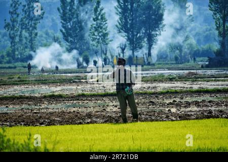 Srinagar, Indien. 11. Juni 2023. Kashmiri-Mann, der am 12. Juni 2023 in Awanti Pora, 45 km (30 Meilen) südlich von Srinagar, in indisch verwaltetem Kaschmir auf einem mit Wasser überfluteten Feld in den Ebenen um Kaschmir arbeitete. (Foto von Mubashir Hassan/Pacific Press) Kredit: Pacific Press Media Production Corp./Alamy Live News Stockfoto