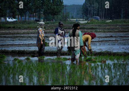 11. Juni 2023, Srinagar, Jammu und Kaschmir, Indien: Kaschmir-Arbeiterinnen knöcheltief in schlammigen ReisReisReisReisReispastete-Transplantationsreissapellen während der Aussaat am 12. Juni 2023 in Awanti Pora, 40km (30 Meilen) südlich von Srinagar, in indisch verwaltetem Kaschmir. (Kreditbild: © Mubashir Hassan/Pacific Press via ZUMA Press Wire) NUR REDAKTIONELLE VERWENDUNG! Nicht für den kommerziellen GEBRAUCH! Stockfoto