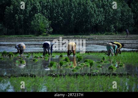 11. Juni 2023, Srinagar, Jammu und Kaschmir, Indien: Kaschmir-Arbeiterinnen knöcheltief in schlammigen ReisReisReisReisReispastete-Transplantationsreissapellen während der Aussaat am 12. Juni 2023 in Awanti Pora, 40km (30 Meilen) südlich von Srinagar, in indisch verwaltetem Kaschmir. (Kreditbild: © Mubashir Hassan/Pacific Press via ZUMA Press Wire) NUR REDAKTIONELLE VERWENDUNG! Nicht für den kommerziellen GEBRAUCH! Stockfoto