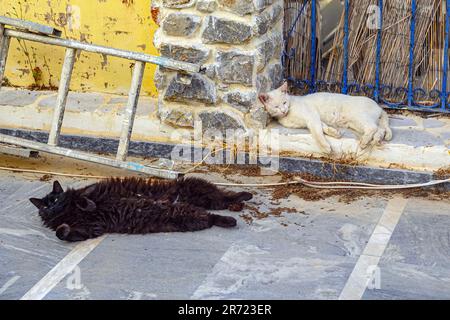 Schwarze Katze und weiße Katze liegen im Schmutz auf der griechischen Insel Kalymnos, in der Dodekanes, Ägäis, Griechenland Stockfoto
