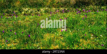 Wiese mit großblättrigen Orchideen (Dactylorhiza majalis) Stockfoto