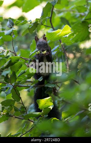 Eichhörnchen, sammelt und frisst Haselnüsse, Haselnuß in einem Haselstrauch, Europäisches Eichhörnchen, Eurasisches Eichhörnchen, Sciurus vulgaris, EU Stockfoto