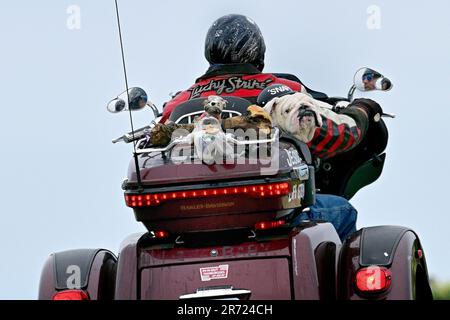 Pacific Grove, Kalifornien, USA. 12. Juni 2023. Snap, ein englischer Bulldog, entspannt sich auf dem Rücksitz eines Harley DavidsonÂ¨ Trike, während sein Chauffeur eine Zigarette auf seiner Fahrt durch das Land hat, wie er in seinem Rückspiegel zu sehen ist. (Kreditbild: © Rory Merry/ZUMA Press Wire) NUR REDAKTIONELLE VERWENDUNG! Nicht für den kommerziellen GEBRAUCH! Stockfoto