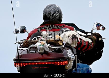 Pacific Grove, Kalifornien, USA. 12. Juni 2023. Snap, ein englischer Bulldog, entspannt sich auf dem Rücksitz eines Harley DavidsonÂ¨ Trike, während sein Chauffeur eine Zigarette auf seiner Fahrt durch das Land hat, wie er in seinem Rückspiegel zu sehen ist. (Kreditbild: © Rory Merry/ZUMA Press Wire) NUR REDAKTIONELLE VERWENDUNG! Nicht für den kommerziellen GEBRAUCH! Stockfoto