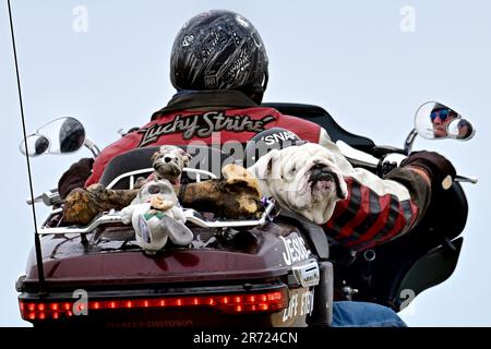 Pacific Grove, Kalifornien, USA. 12. Juni 2023. Snap, ein englischer Bulldog, entspannt sich auf dem Rücksitz eines Harley DavidsonÂ¨ Trike, während sein Chauffeur eine Zigarette auf seiner Fahrt durch das Land hat, wie er in seinem Rückspiegel zu sehen ist. (Kreditbild: © Rory Merry/ZUMA Press Wire) NUR REDAKTIONELLE VERWENDUNG! Nicht für den kommerziellen GEBRAUCH! Stockfoto