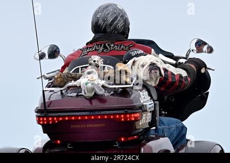 Pacific Grove, Kalifornien, USA. 12. Juni 2023. Snap, ein englischer Bulldog, entspannt sich auf dem Rücksitz eines Harley DavidsonÂ¨ Trike, während sein Chauffeur eine Zigarette auf seiner Fahrt durch das Land hat, wie er in seinem Rückspiegel zu sehen ist. (Kreditbild: © Rory Merry/ZUMA Press Wire) NUR REDAKTIONELLE VERWENDUNG! Nicht für den kommerziellen GEBRAUCH! Stockfoto