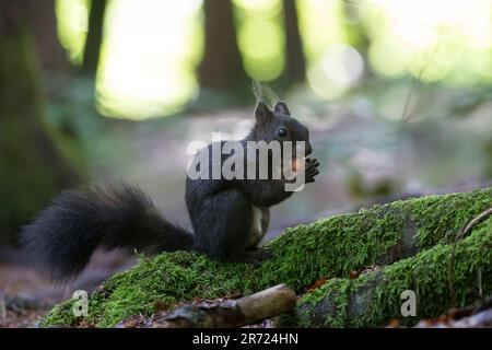 Eichhörnchen, frisst Nuss, Nuss, Haselnuss, Europäisches Eichhörnchen, Eurasisches Eichhörnchen, Sciurus vulgaris, Europäisches rotes Eichhörnchen, rot Stockfoto