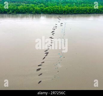 West Tootpara, Khulna, Bangladesch. 10. Juni 2023. Der Fluss Sibsa ist ein bedeutender und bekannter Fluss im Südwesten Bangladeschs in Bezug auf die Fischproduktion und die Einkommensquelle für viele Fischer, die in seiner Umgebung leben. Dieser Fluss ist von Sundarbans umgeben. Mehr als 100 Familien verdienen ihren Lebensunterhalt, indem sie in diesem Fluss Garnelen fangen. Diese Jahreszeit ist die richtige Zeit, um Garnelen zu fangen. Alle Fischer sind jetzt im Fluss, um Garnelen zu fangen (Kreditbild: © MD Harun oder Rashid/ZUMA Press Wire), NUR REDAKTIONELLE VERWENDUNG! Nicht für den kommerziellen GEBRAUCH! Stockfoto