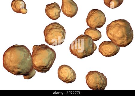 Cryptococcus neoformans Pilz, computer Abbildung. C. neoformans ist ein Hefe-wie Pilz, reproduziert, indem angehende. Ein saures Mucopolysaccharids c Stockfoto