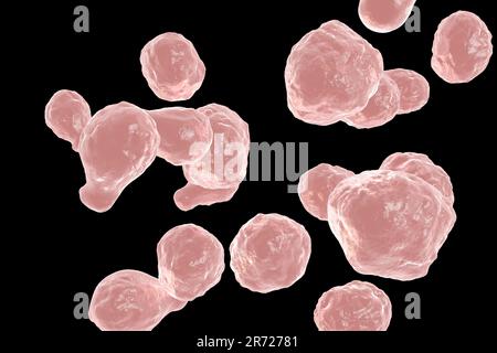 Cryptococcus neoformans Pilz, computer Abbildung. C. neoformans ist ein Hefe-wie Pilz, reproduziert, indem angehende. Ein saures Mucopolysaccharids c Stockfoto