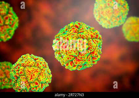 Enteroviren, Computerdarstellung. Enterovirus ist eine Gattung von positiv-sense RNA-Viren der Familie Picornaviridae. Sie waren ursprünglich classifi Stockfoto