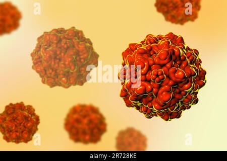 Porcines Parvovirus, Computergrafiken. Molekularmodell zur Darstellung der Struktur des Kapsids (äußere Proteinhülle) eines porcinen Parvovirus (Familie Parvovi) Stockfoto