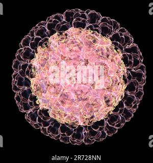 Rotavirus-Partikel, Computergrafiken. Das Viruspartikel besteht aus einem RNA-Kern (Ribonukleinsäure), der von einem dreischichtigen Kapsid umgeben ist. Rotaviren Stockfoto