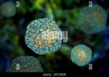 Rift Valley Fieber virus Partikel, computer Abbildung. Dieses Virus particle besteht aus einem RNA (Ribonukleinsäure) Genom in einem Protein capsi eingeschlossen Stockfoto