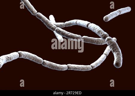 Heu Bacillus. Computerdarstellung von Bacillus subtilis-Bakterien. B.subtilis, oder der Hay Bacillus, ist ein aerobes, stabförmiges, grampositives Bakterium. Stockfoto