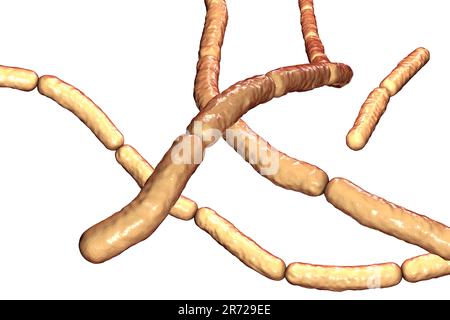 Heu Bacillus. Computerdarstellung von Bacillus subtilis-Bakterien. B.subtilis, oder der Hay Bacillus, ist ein aerobes, stabförmiges, grampositives Bakterium. Stockfoto