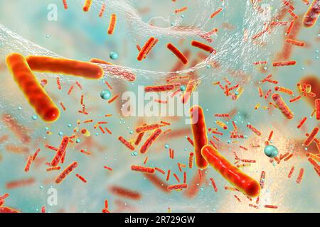 Sphärische Bakterien und stabförmige Bakterien im Biofilm, Abbildung. Ein Biofilm ist eine Bakterienkolonie, die eine Beschichtung auf einer Oberfläche bildet. Gemeinsame p Stockfoto