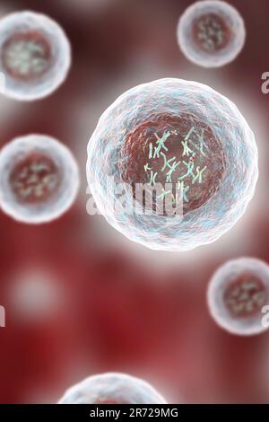 Menschliche Zelle mit Chromosomen im Inneren, Kunstwerke. Chromosomen, die aus zwei identischen Chromatiden bestehen, die an einem Zentromer (Licht) verbunden sind, bestehen aus de Stockfoto