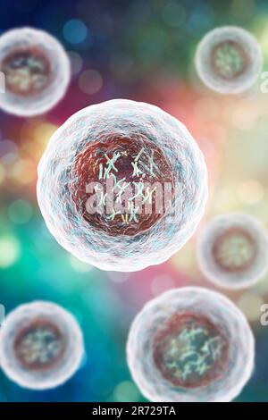 Menschliche Zelle mit Chromosomen im Inneren, Kunstwerke. Chromosomen, die aus zwei identischen Chromatiden bestehen, die an einem Zentromer (Licht) verbunden sind, bestehen aus de Stockfoto