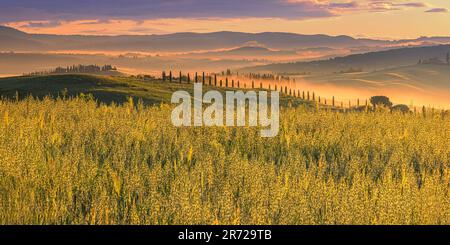 Ein herrlicher Morgen mit Nebel einer Landschaft in der Toskana mit den berühmten Zypressen im warmen Morgenlicht. Das Foto wurde in Val d'Orcia in Zen aufgenommen Stockfoto