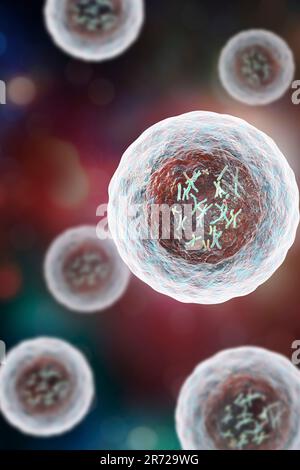 Menschliche Zelle mit Chromosomen im Inneren, Kunstwerke. Chromosomen, die aus zwei identischen Chromatiden bestehen, die an einem Zentromer (Licht) verbunden sind, bestehen aus de Stockfoto