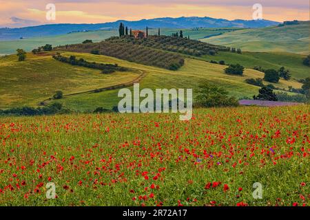 Es ist Frühling in der Toskana und Felder voller Mohnblumen färben die Landschaft rot und grün, wie hier an einem frühen Morgen im Val d'Orcia in der zu sehen ist Stockfoto